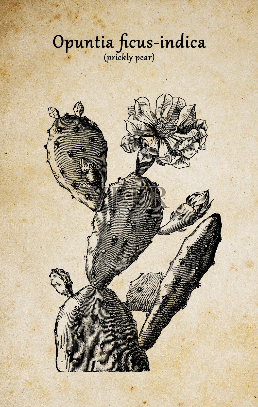 植物学植物仿古雕刻插图:仙人掌-仙人掌(印度无花果仙人掌，巴巴里无花果，仙人掌梨，无刺仙人掌，仙人掌梨)设计元素图片