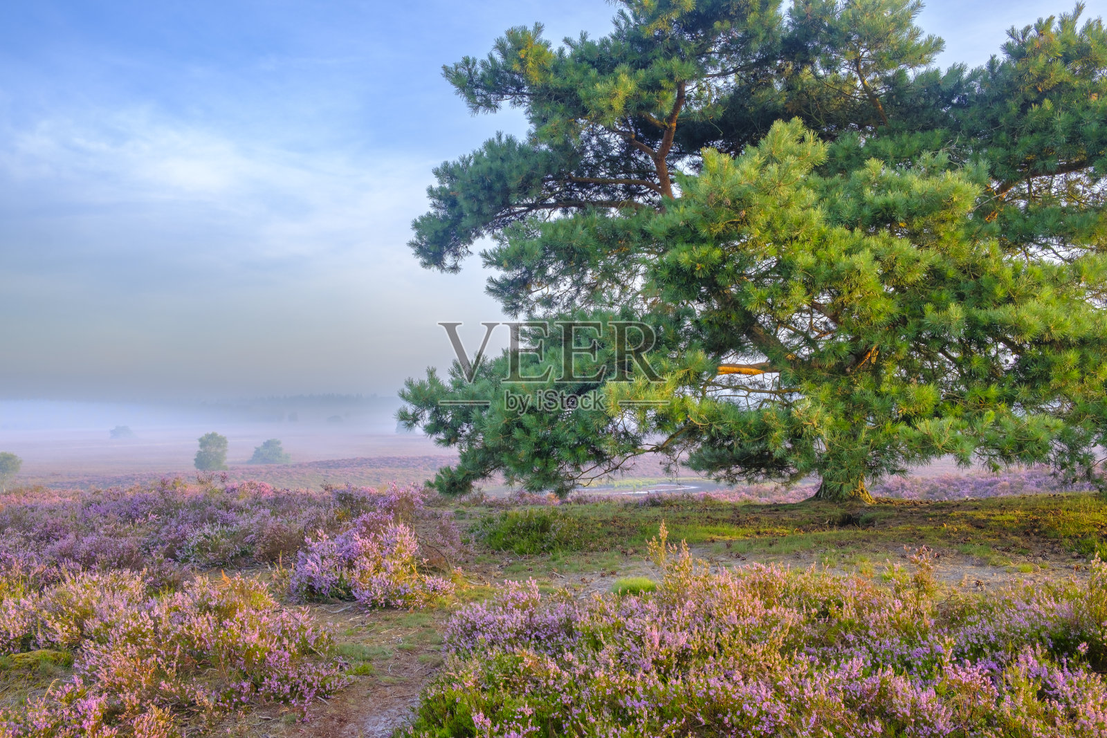 夏季日出时希思兰景观中盛开的石南植物照片摄影图片