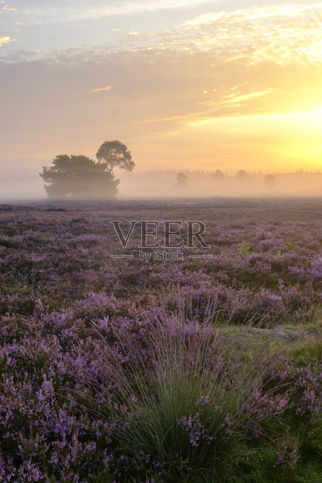 日出在石南草原景观与盛开的石南植物在夏天照片摄影图片