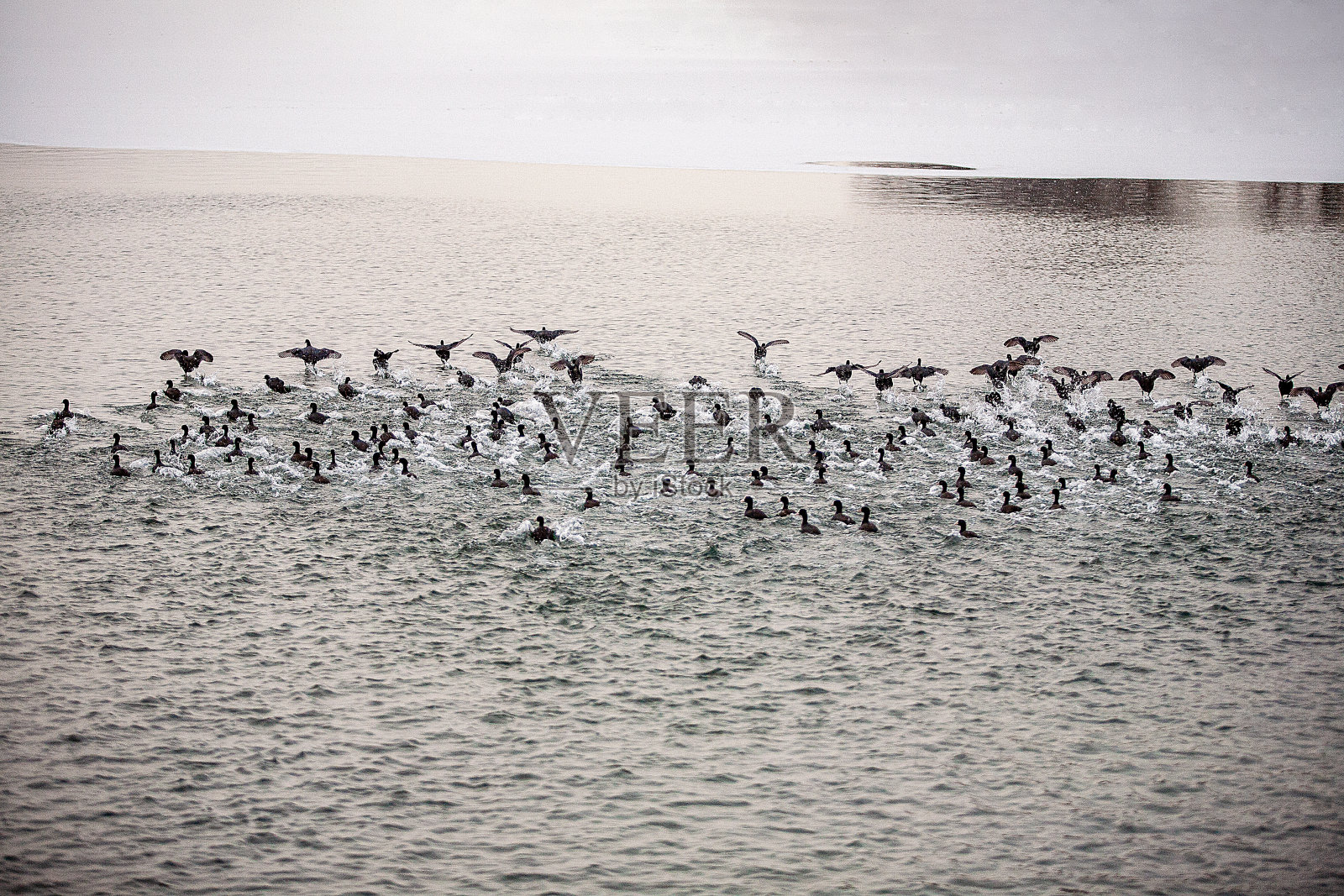 冬候鸟照片摄影图片