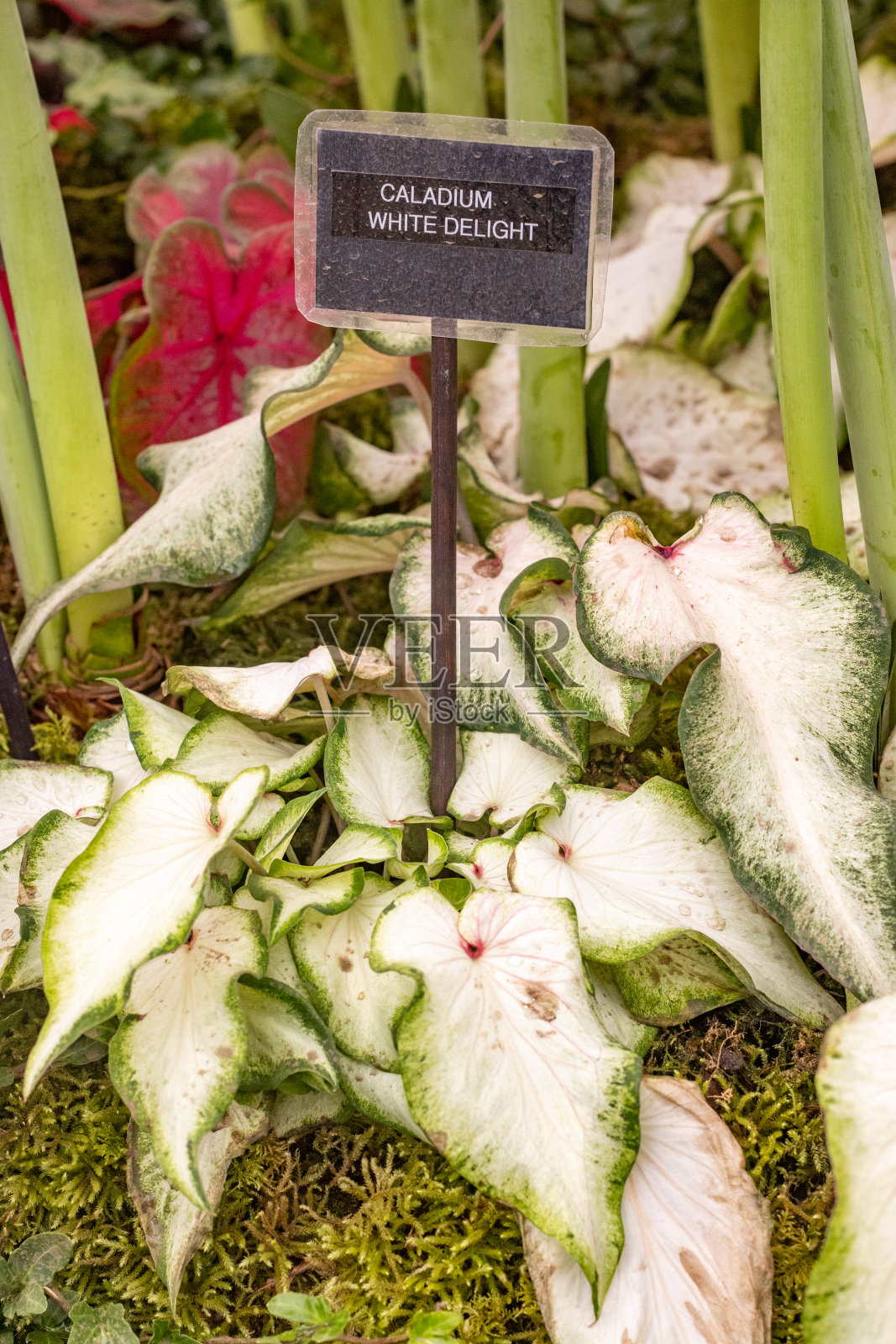Caladium ' White Delight '在英国伦敦照片摄影图片