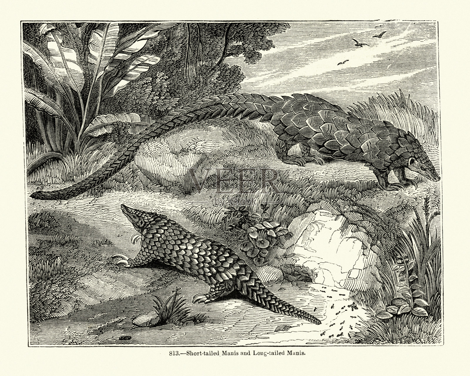 长尾穿山甲(四趾穿山甲)和短尾穿山甲设计元素图片