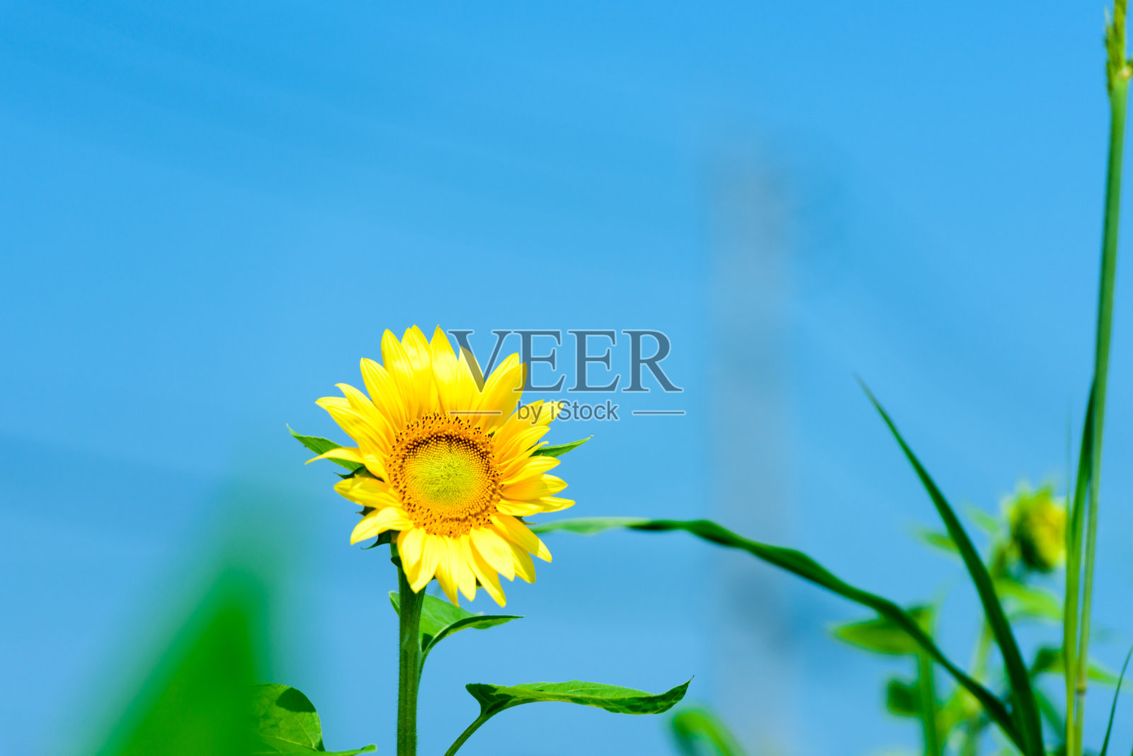 蓝天和向日葵照片摄影图片
