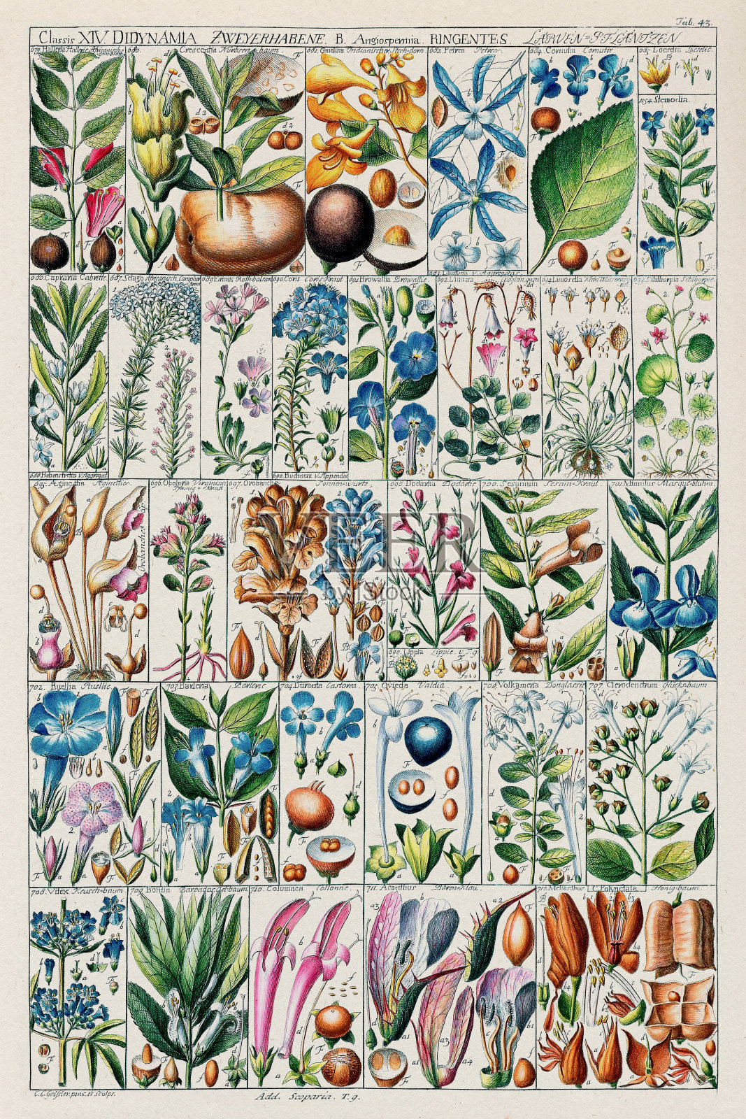 古董植物图表插图。大约在1790年插画图片素材