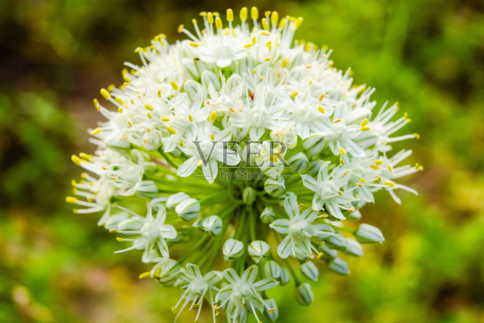 花坛上盛开的葱茎近照。葱花微距照片。花园里的洋葱花照片摄影图片