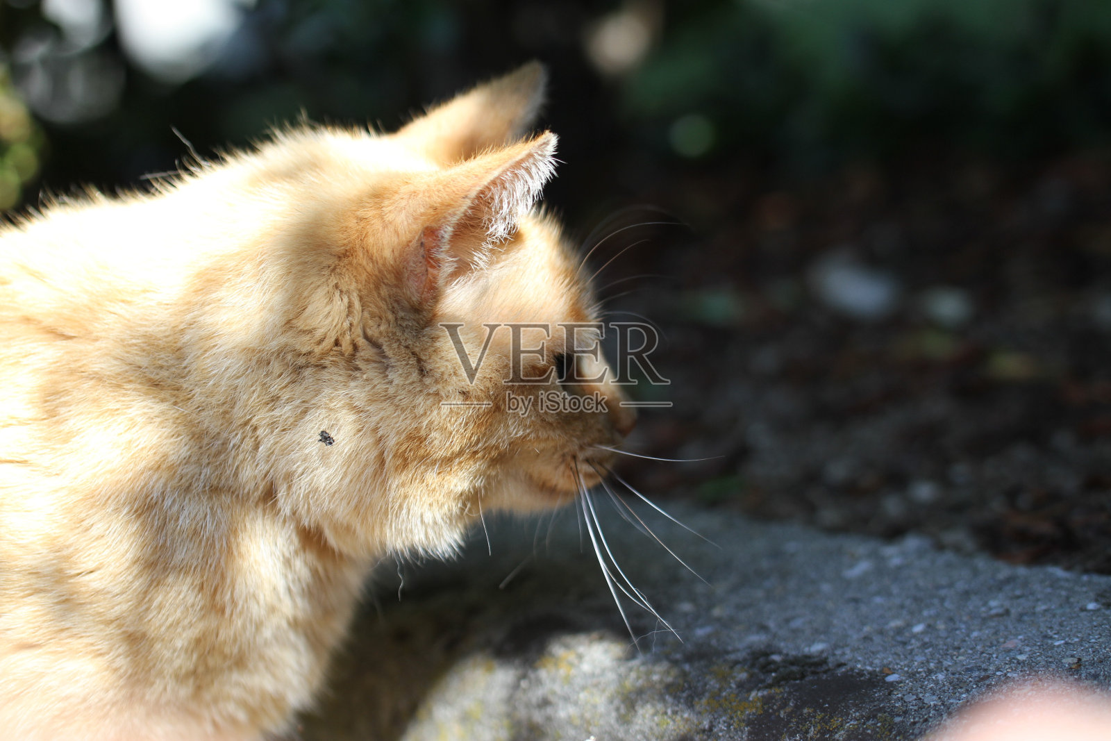 生姜猫户外与绿色植物花园照片摄影图片