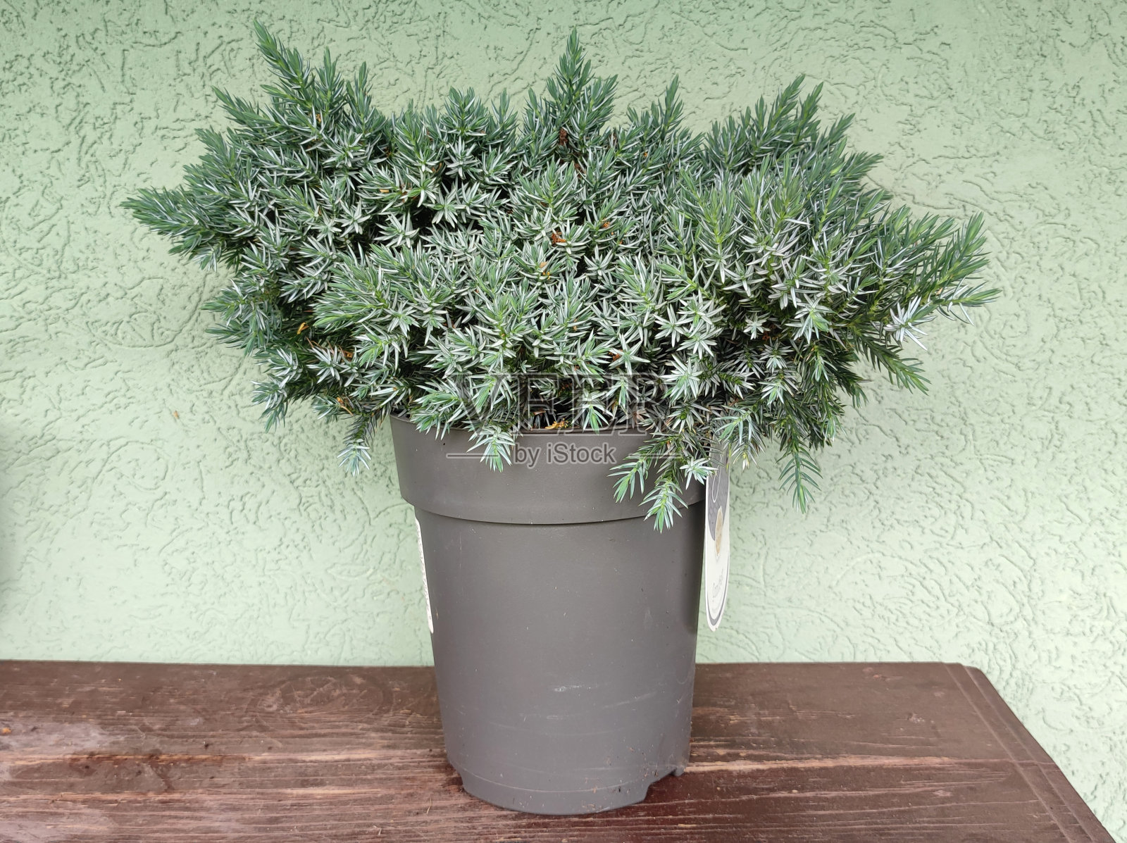 锅里的刺柏蓝星照片摄影图片