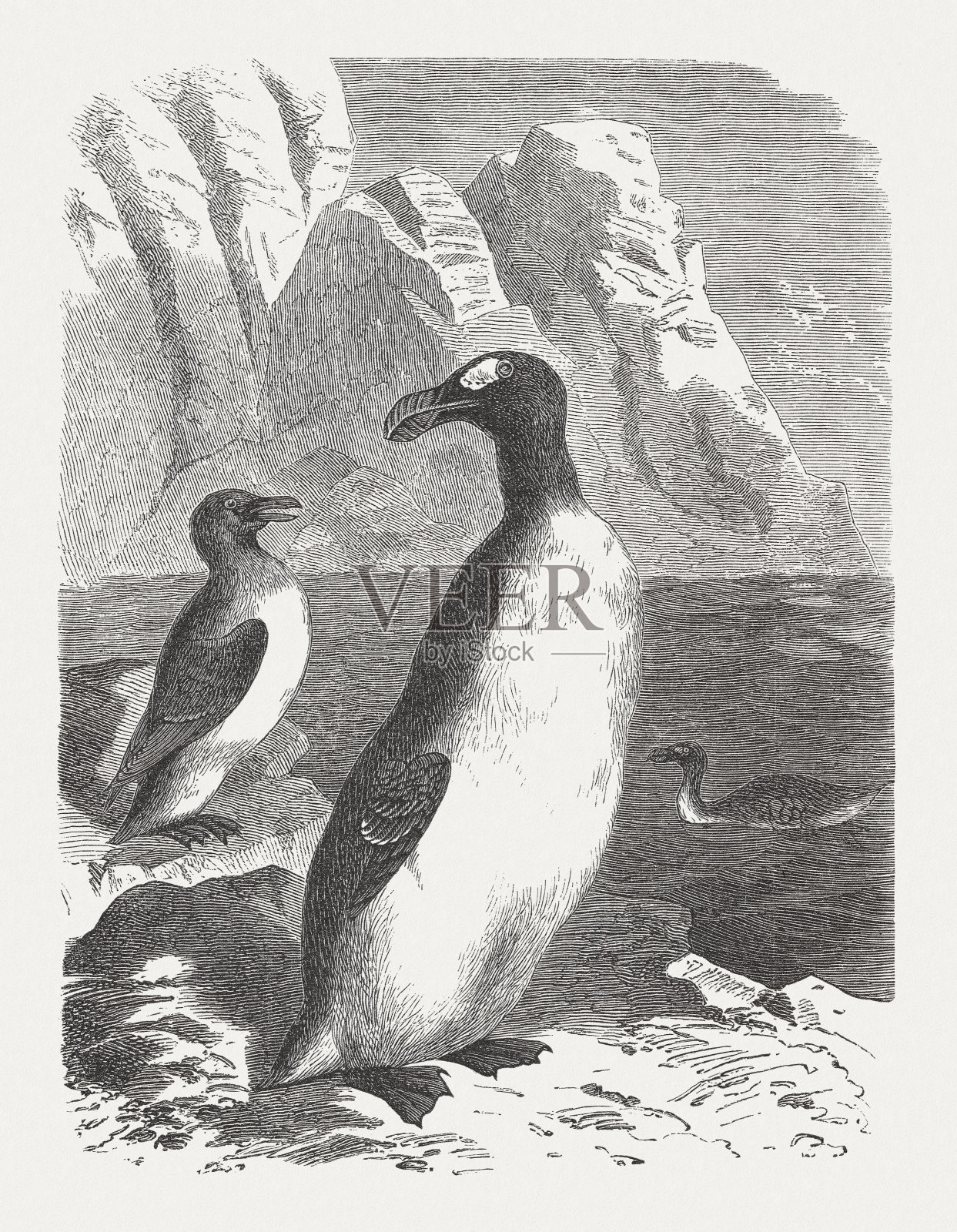 大海雀(Pinguinus impennis)，灭绝的物种，木刻，1893年出版设计元素图片