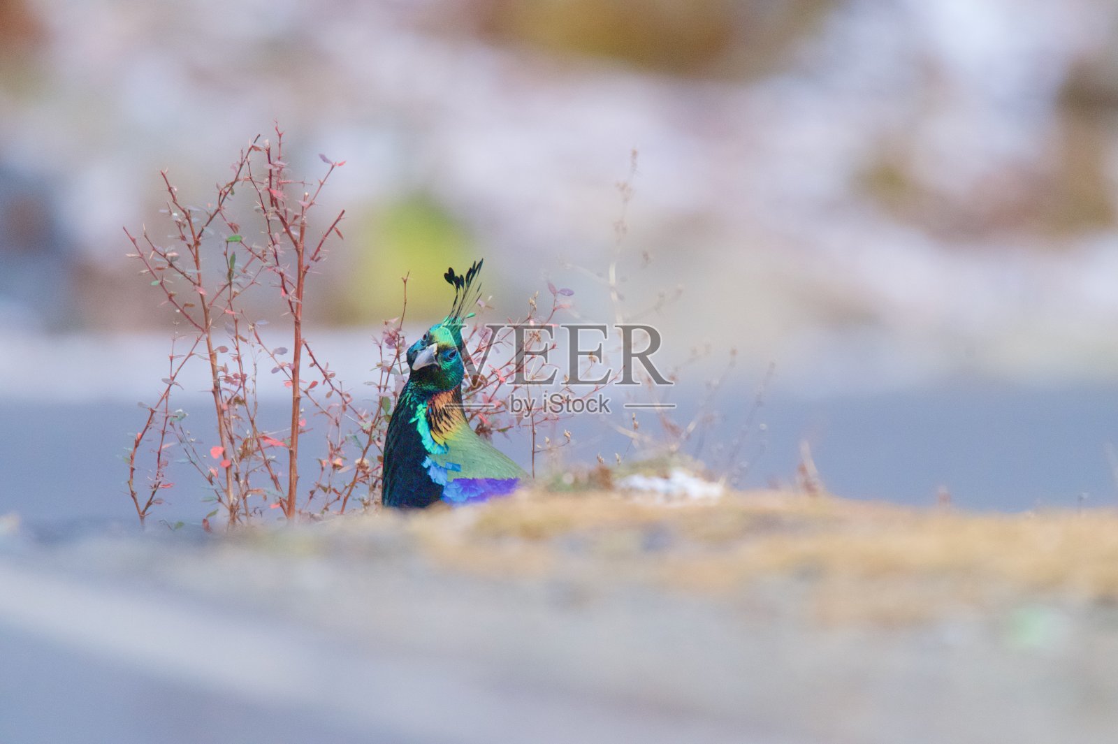 喜玛拉雅虹雉照片摄影图片