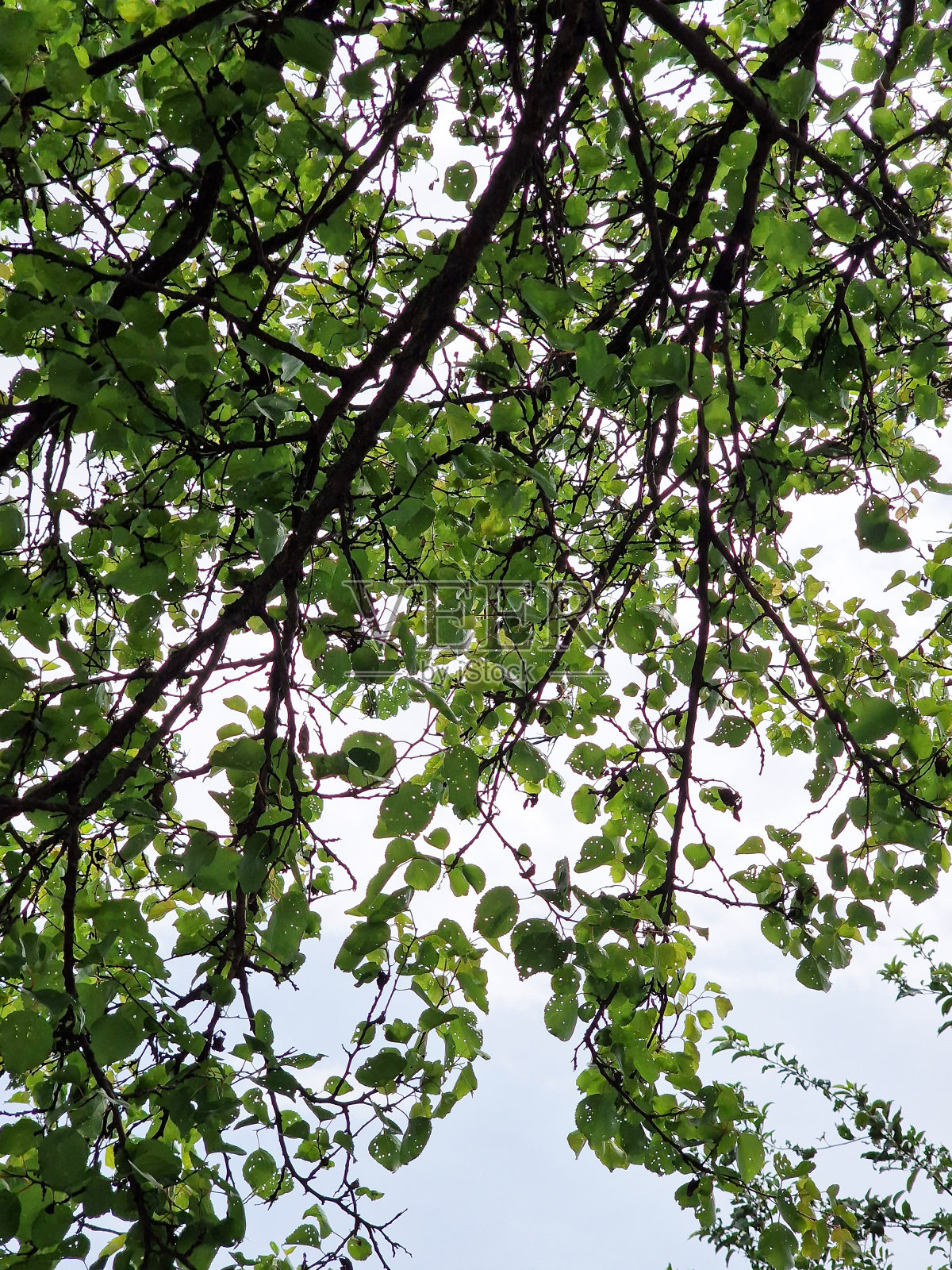 树叶和云彩。极简主义的照片，手机壁纸。农业和树木护理照片摄影图片