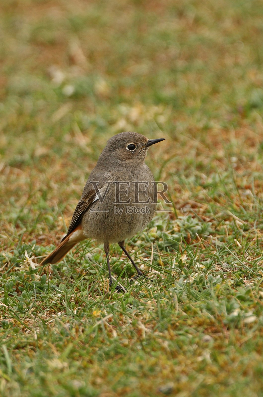 红尾鸲照片摄影图片
