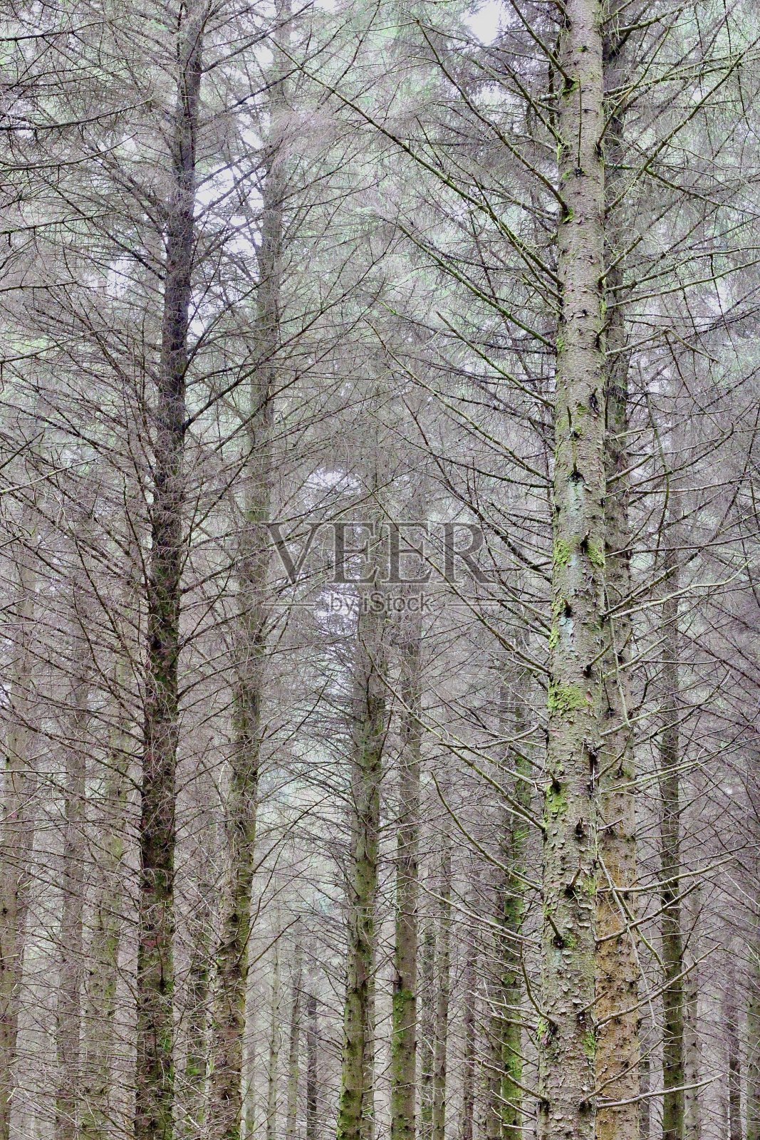 迷人的拥抱:在爱尔兰威克洛的Ballinastoe森林郁郁葱葱的心脏地带旅行照片摄影图片