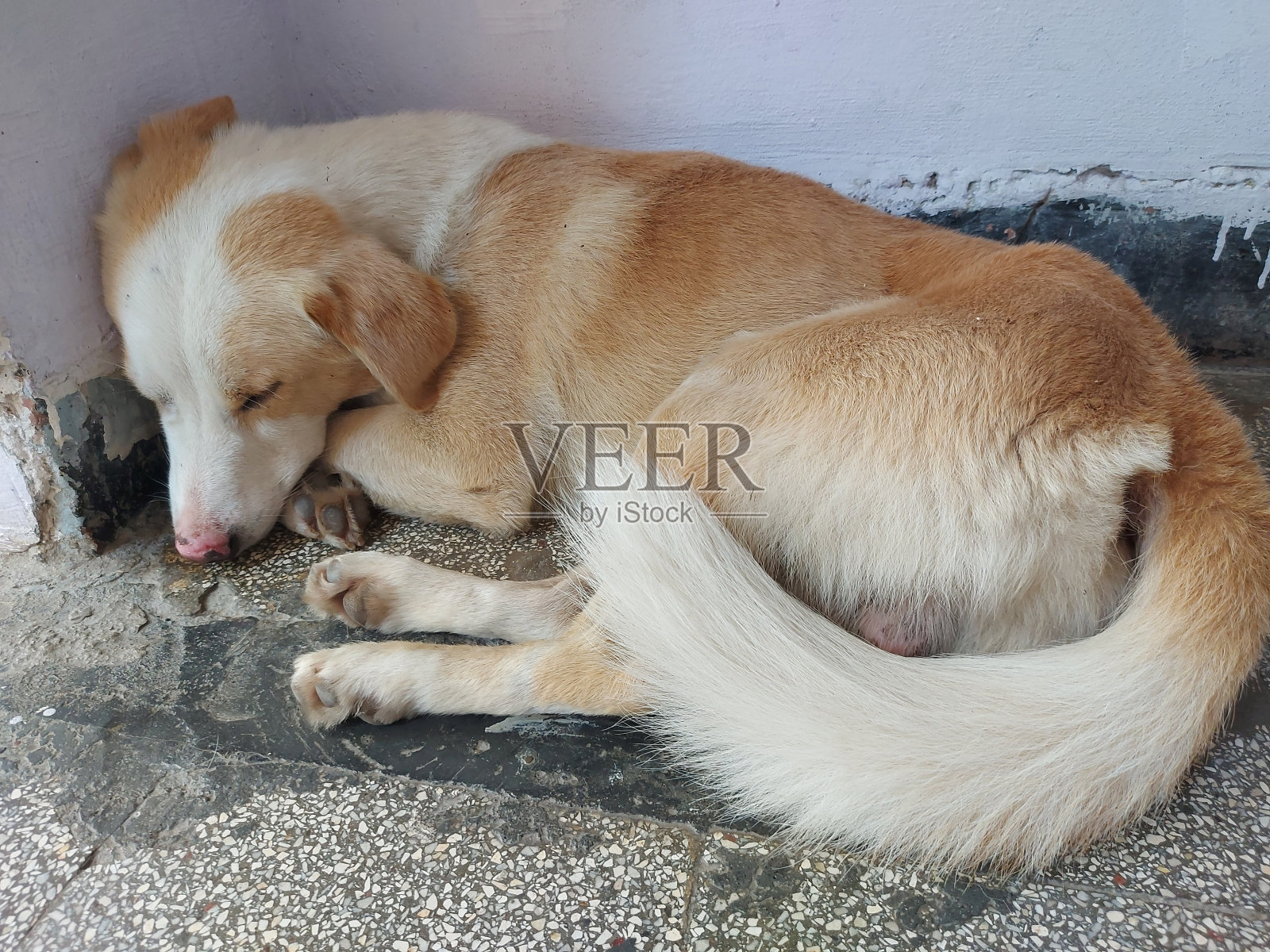 可爱的睡狗照片摄影图片