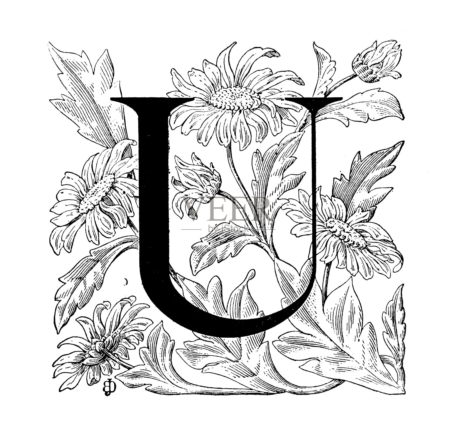 古董艺术雕刻插图:华丽的字母U设计元素图片