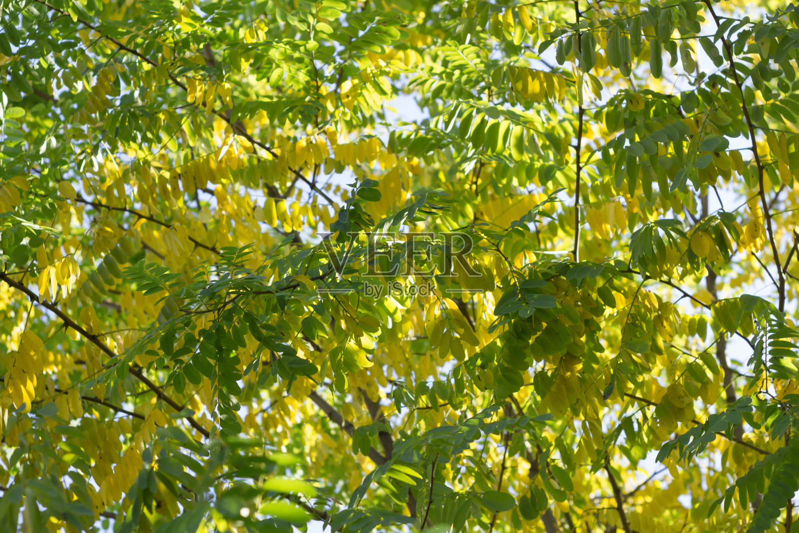 秋天的树叶，红黄的枫叶映着天空，美丽的背景，选择性聚焦照片摄影图片