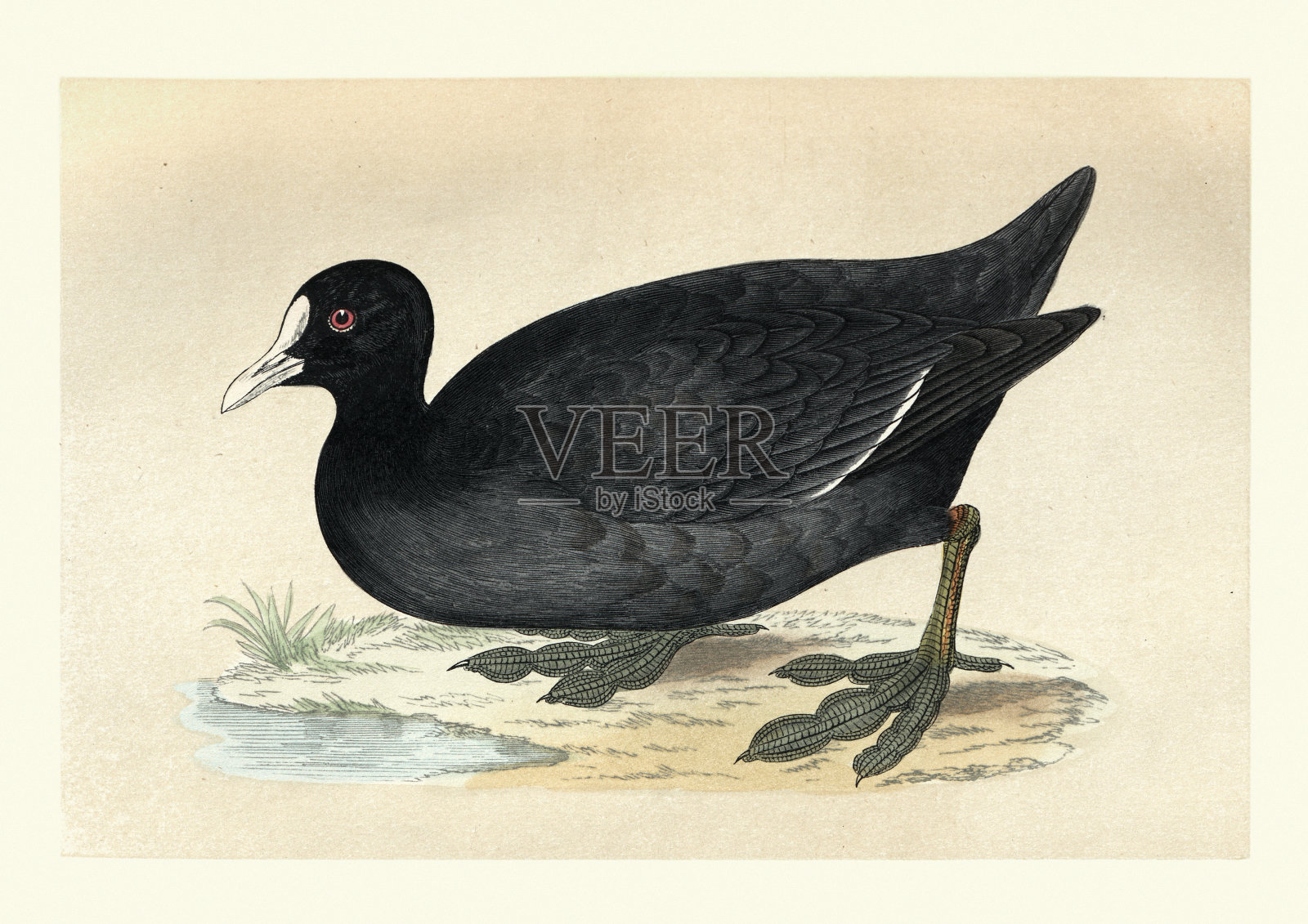 欧亚白骨顶，富利卡atra，鸟类，野生动物艺术版画设计元素图片