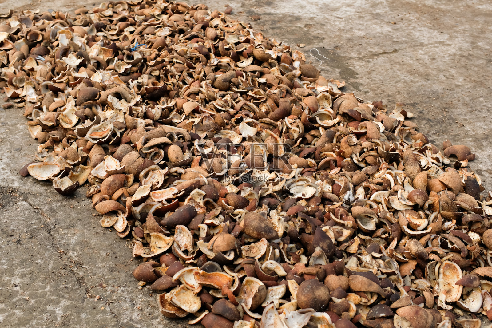 从选定的椰子中提取干椰子用于提取椰子油照片摄影图片