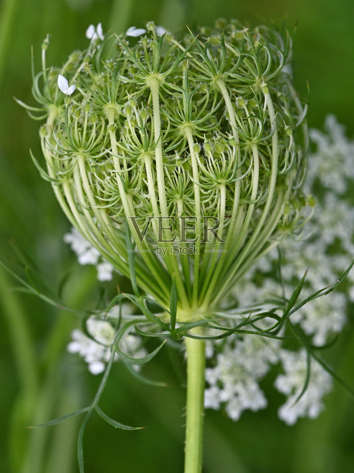 安妮女王的蕾丝镶嵌种子，垂直照片摄影图片