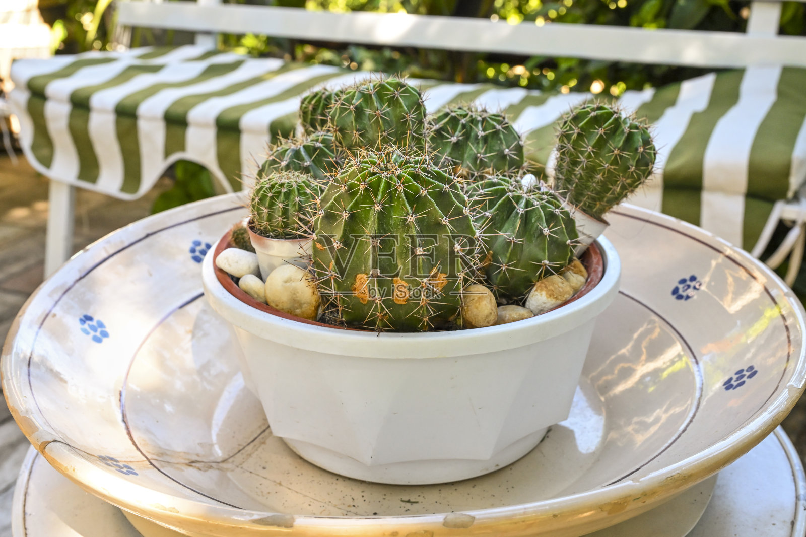 装有棘藓的盘子和花瓶照片摄影图片