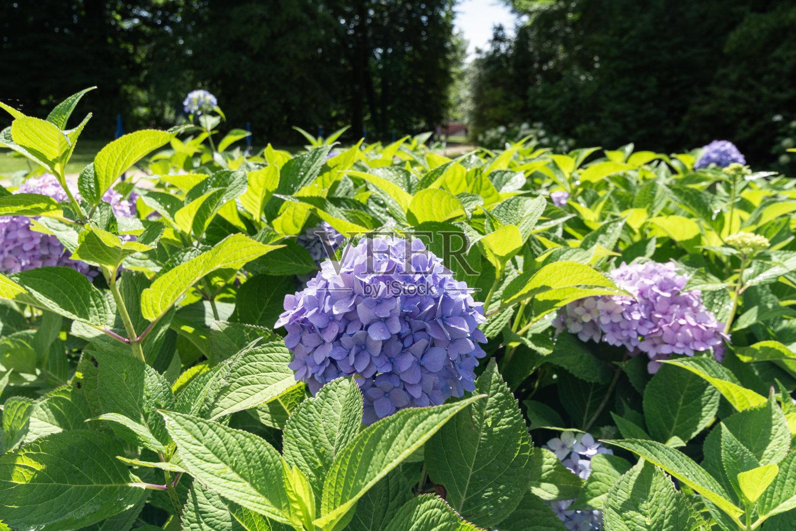 花园里的绣球花，五颜六色，盛开着美丽的灌木。照片摄影图片