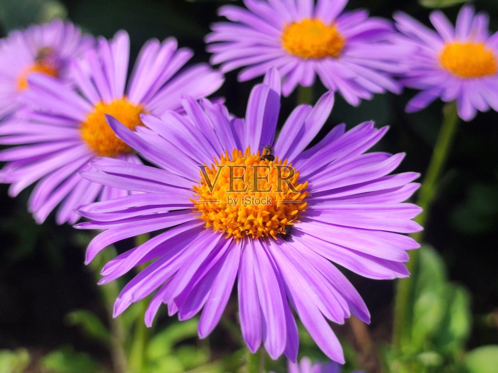 春天盛开的雏菊花照片摄影图片