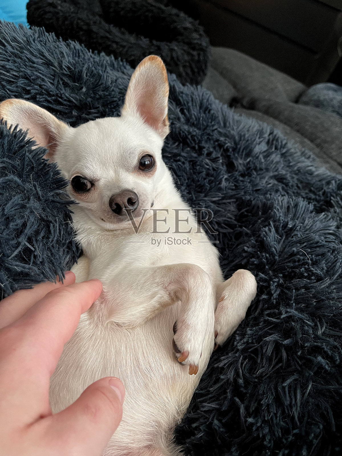 吉娃娃奇科正在被爱抚照片摄影图片