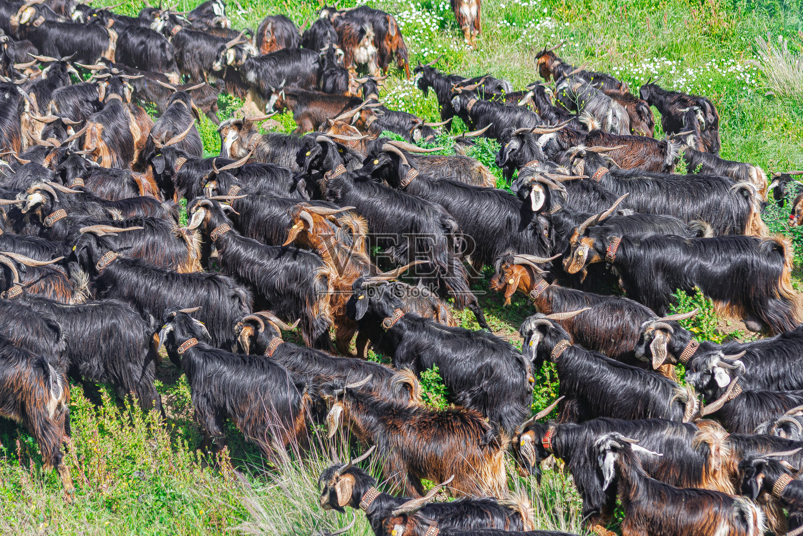 山羊群照片摄影图片
