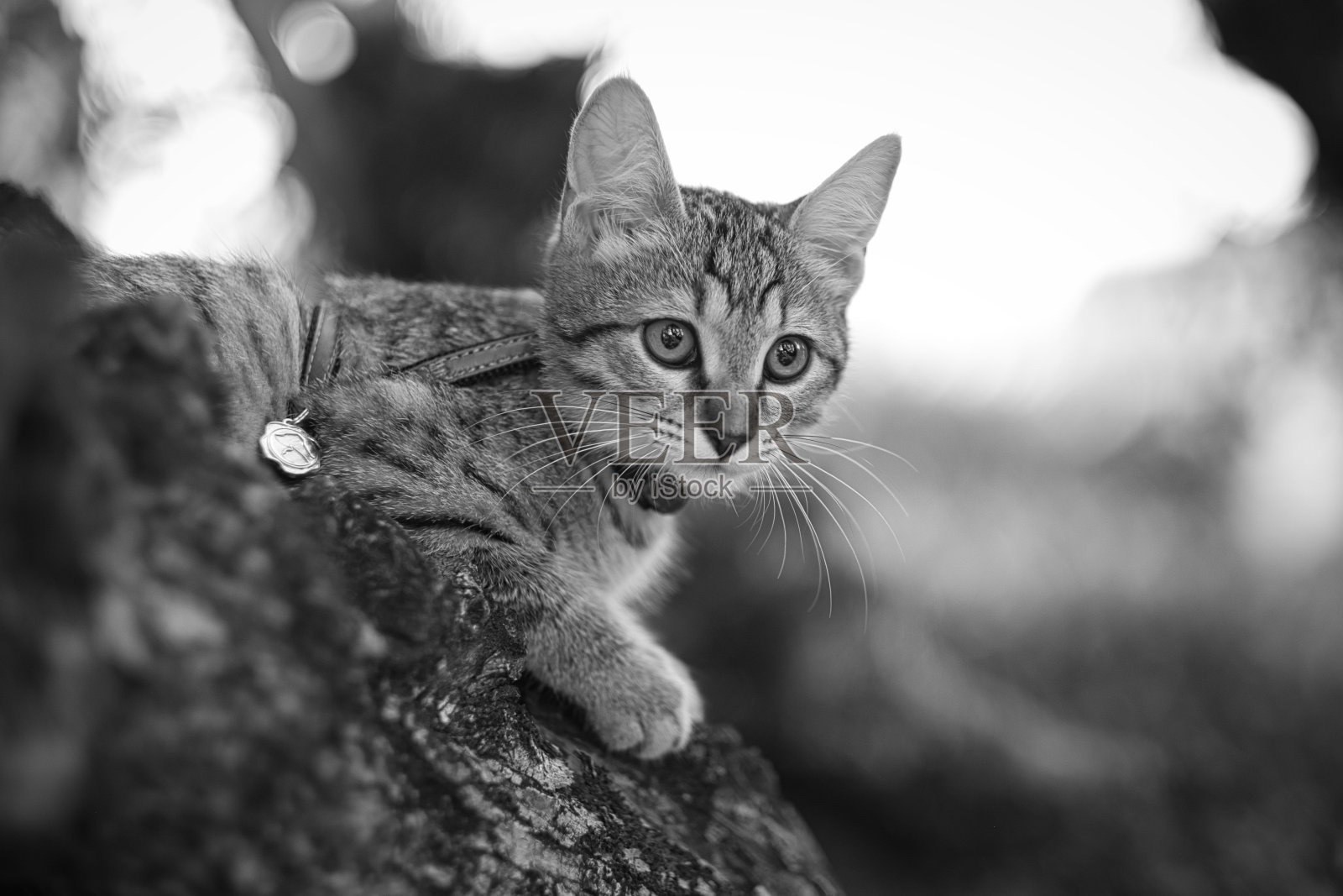 一只非常可爱的欧洲猫。照片摄影图片