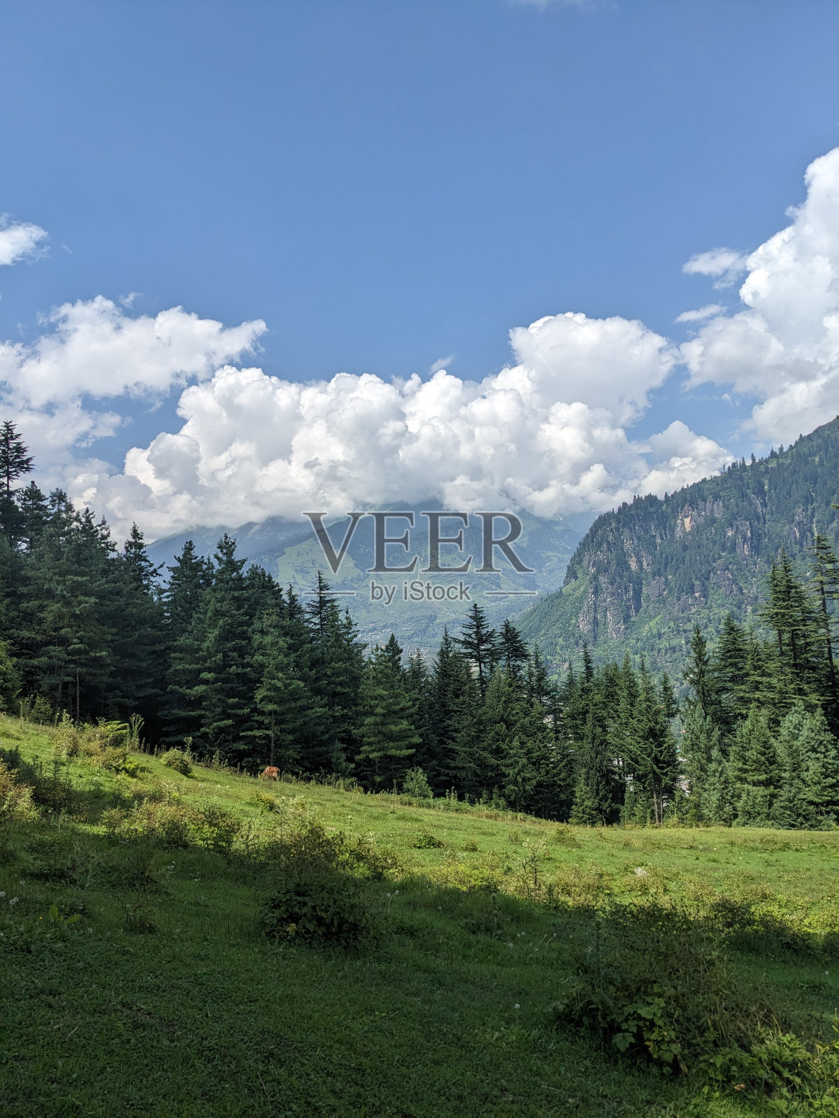 魔法森林照片摄影图片