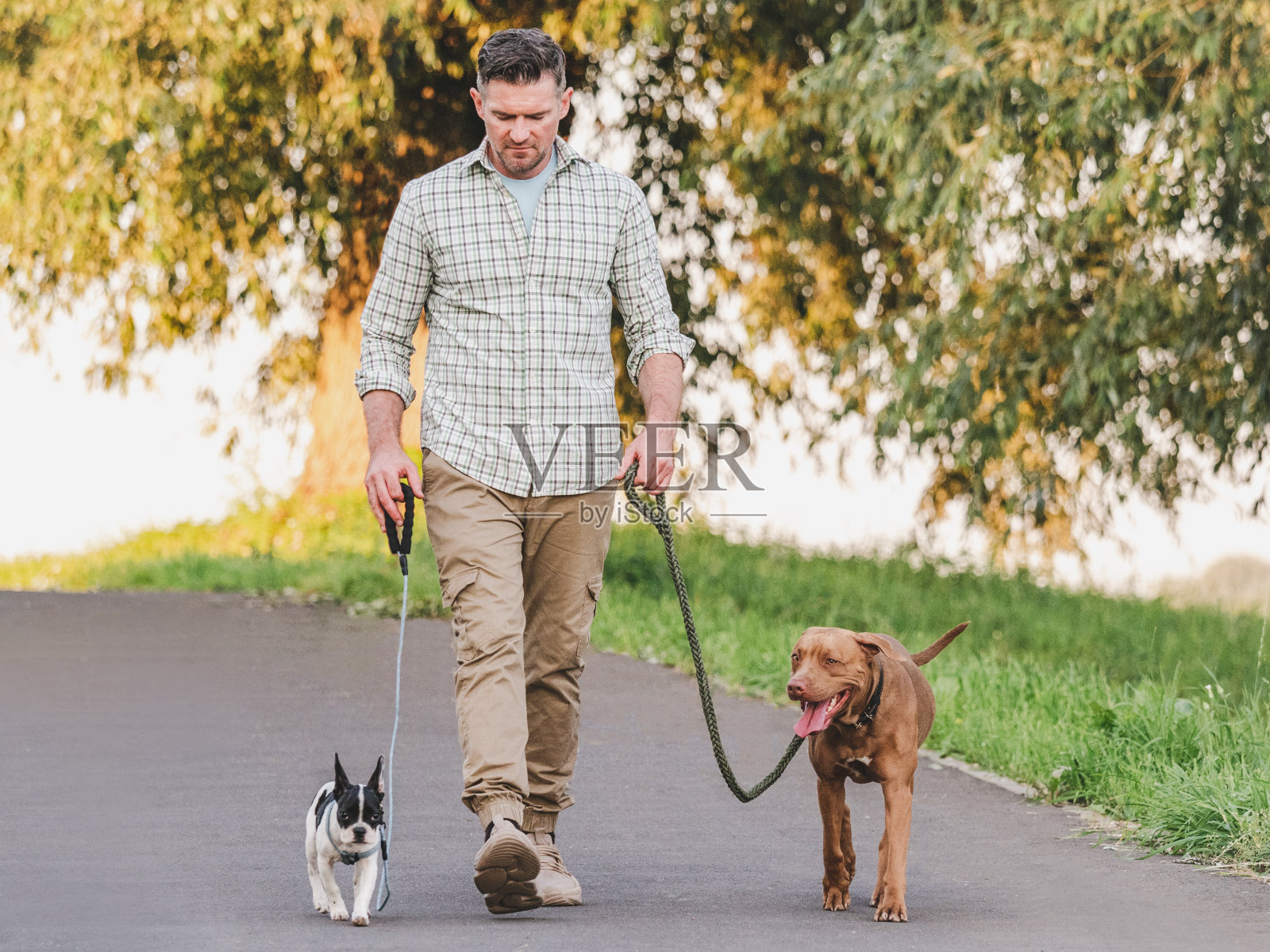 可爱的狗，漂亮的小狗和迷人的男人照片摄影图片