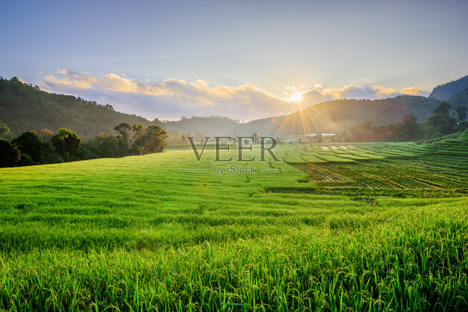 泰国清迈的梯田照片摄影图片