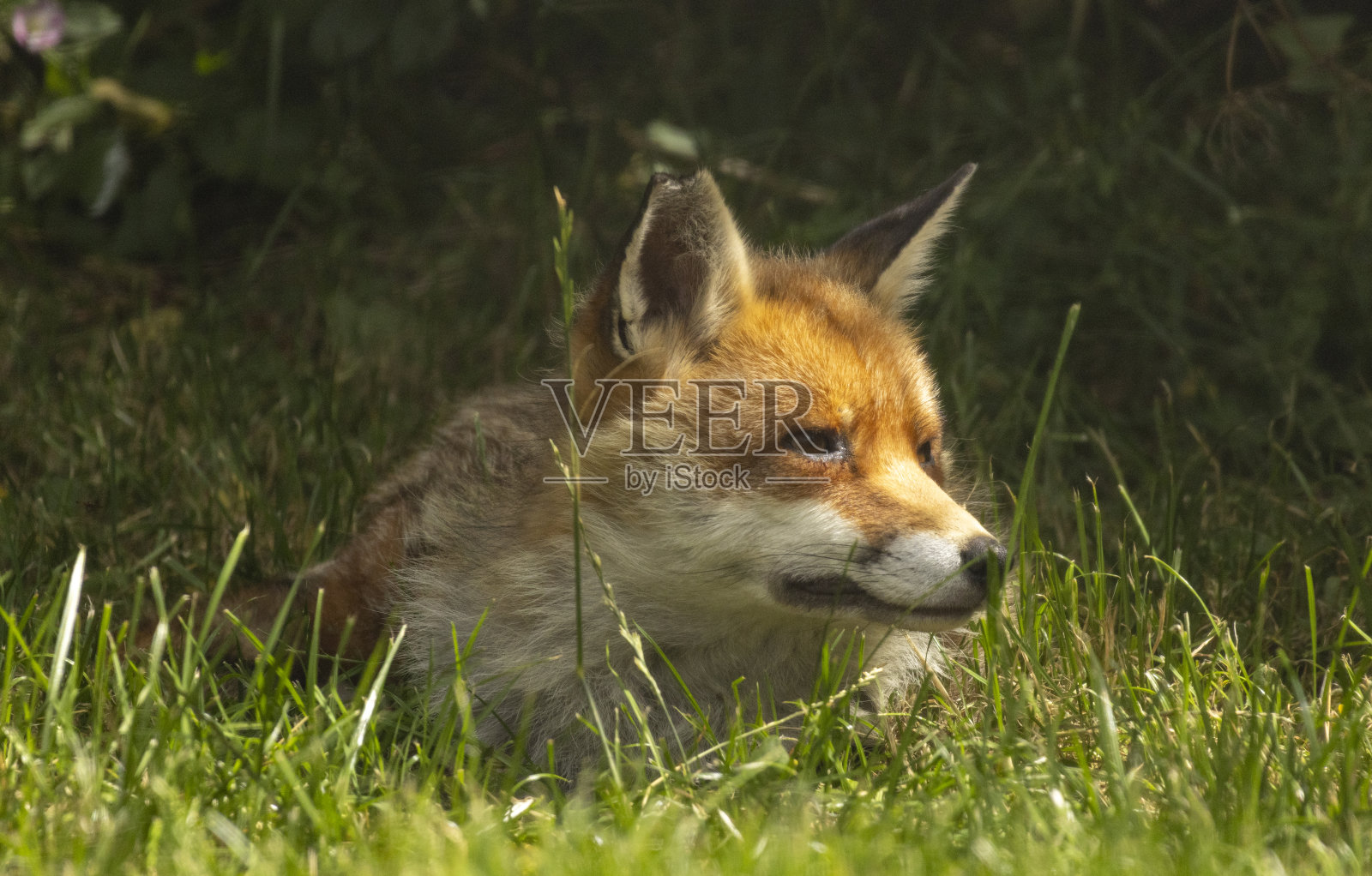 狐狸照片摄影图片