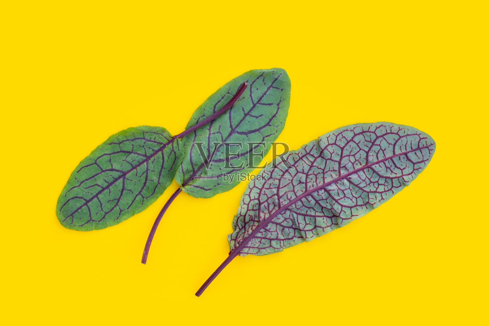 黄底红脉酢浆草。照片摄影图片