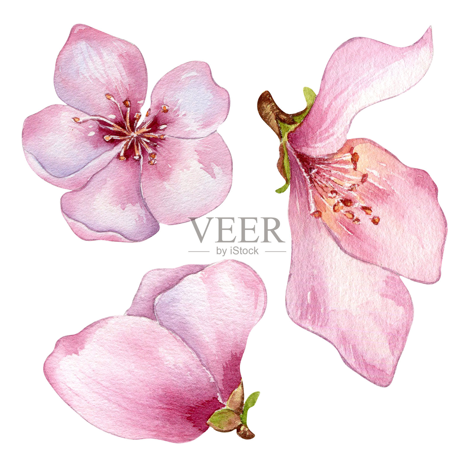 桃树水彩插图隔离在白色粉红色的花。开花果树，白开花手绘。婚礼请柬、纺织品、包装、卡片、包装等设计元素插画图片素材