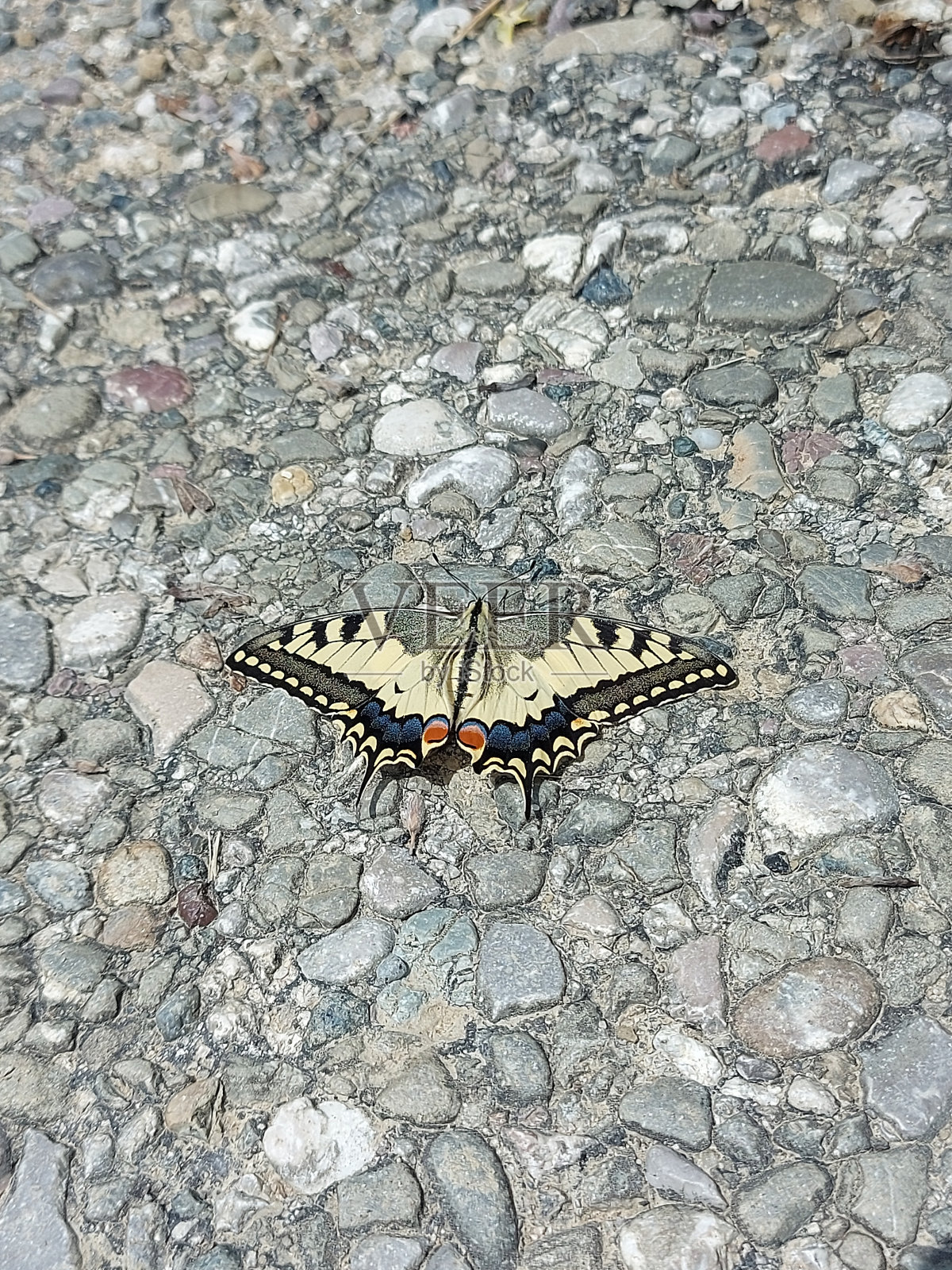 蝴蝶machaon照片摄影图片