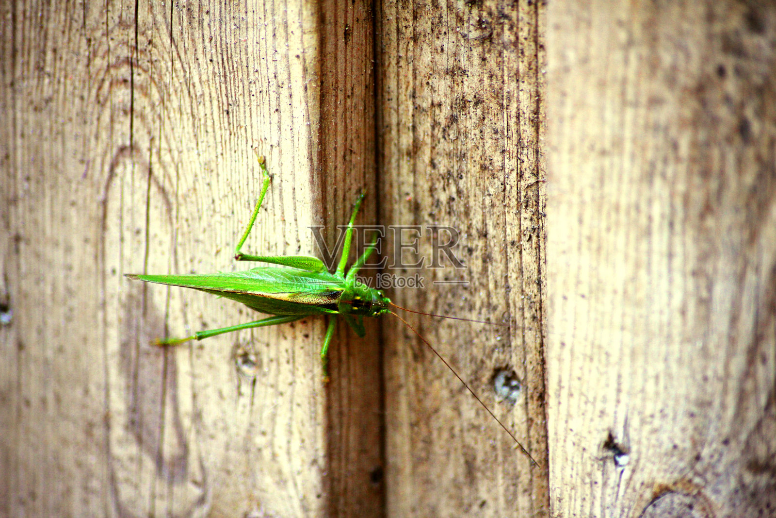一只绿色的灌木蟋蟀照片摄影图片