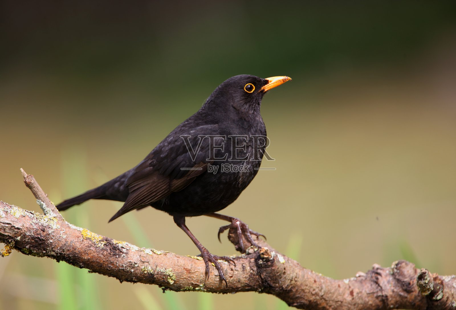 普通黑鹂(Turdus merula)照片摄影图片