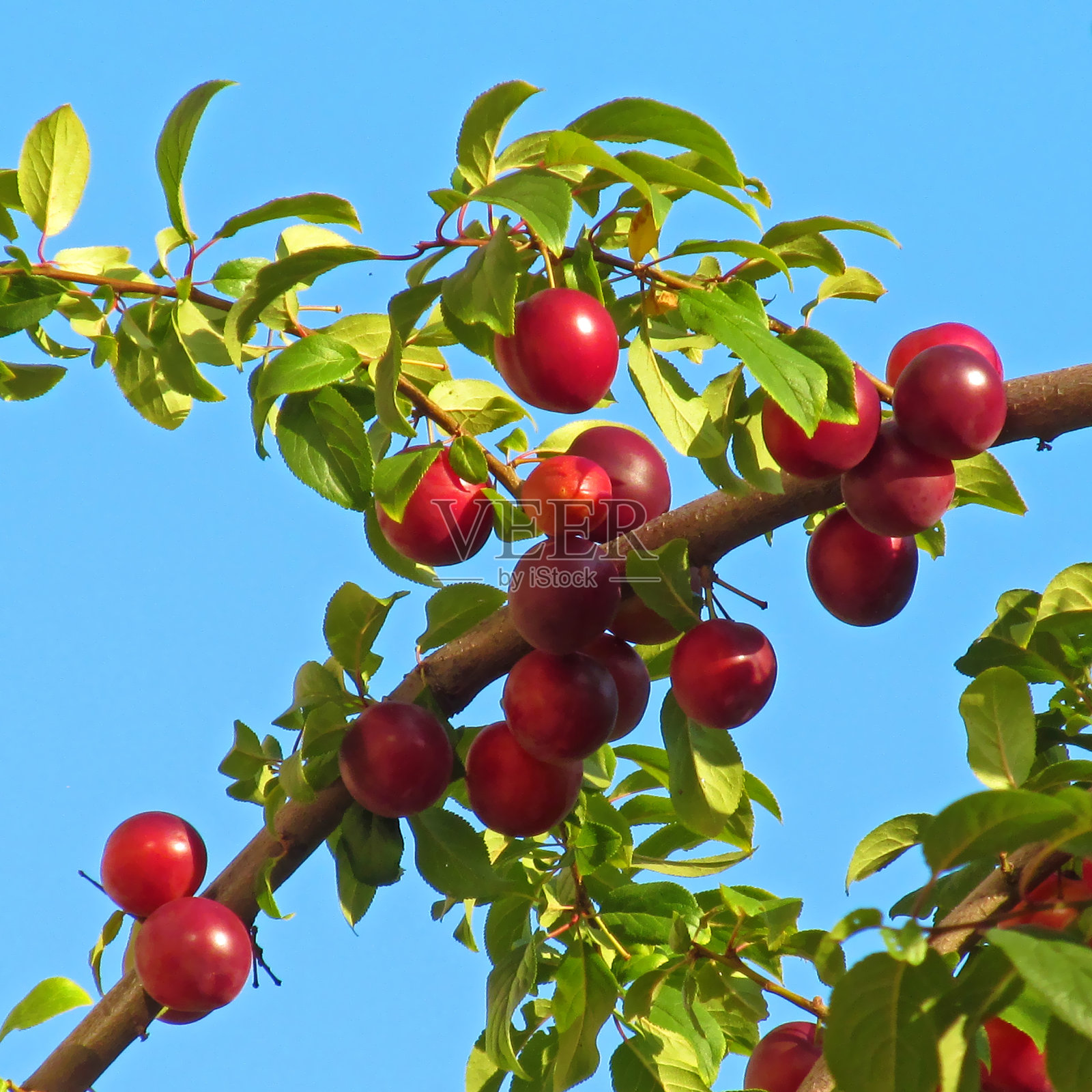 树枝上有红色果实的樱李(野李)，映衬着晴朗的蓝天。照片摄影图片