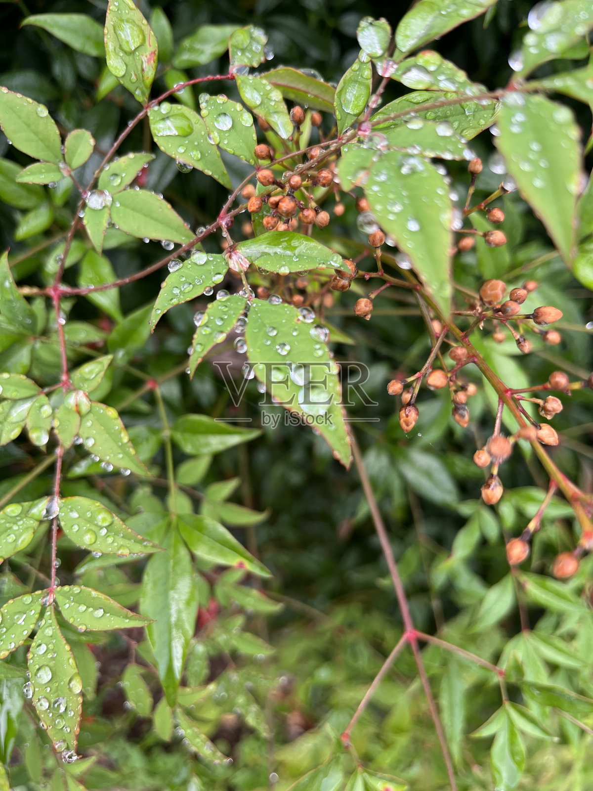 暂停照片摄影图片