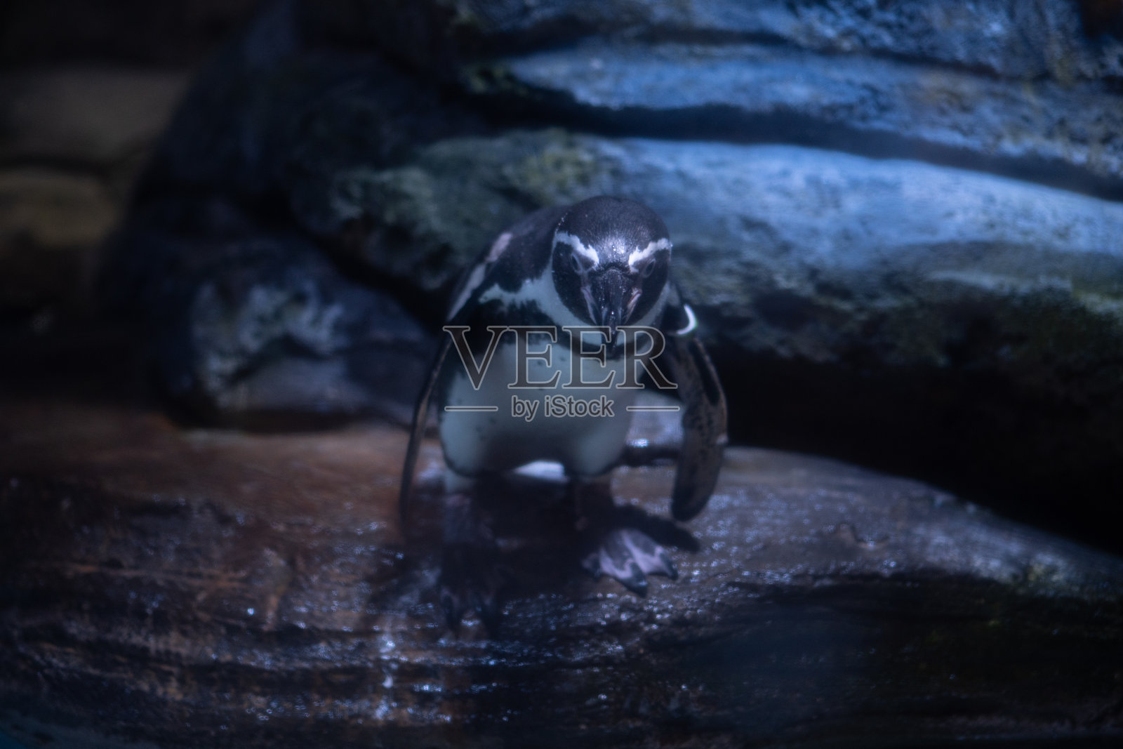 仙女企鹅或小企鹅照片摄影图片