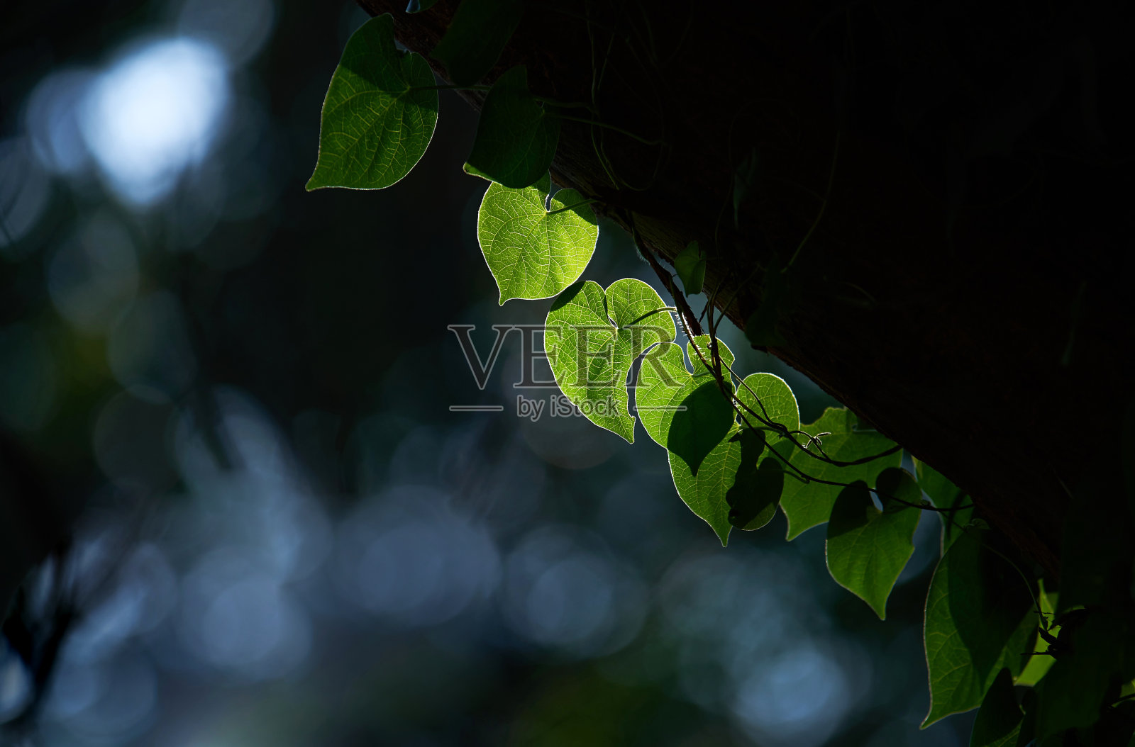 光和影在常春藤的绿叶上照片摄影图片