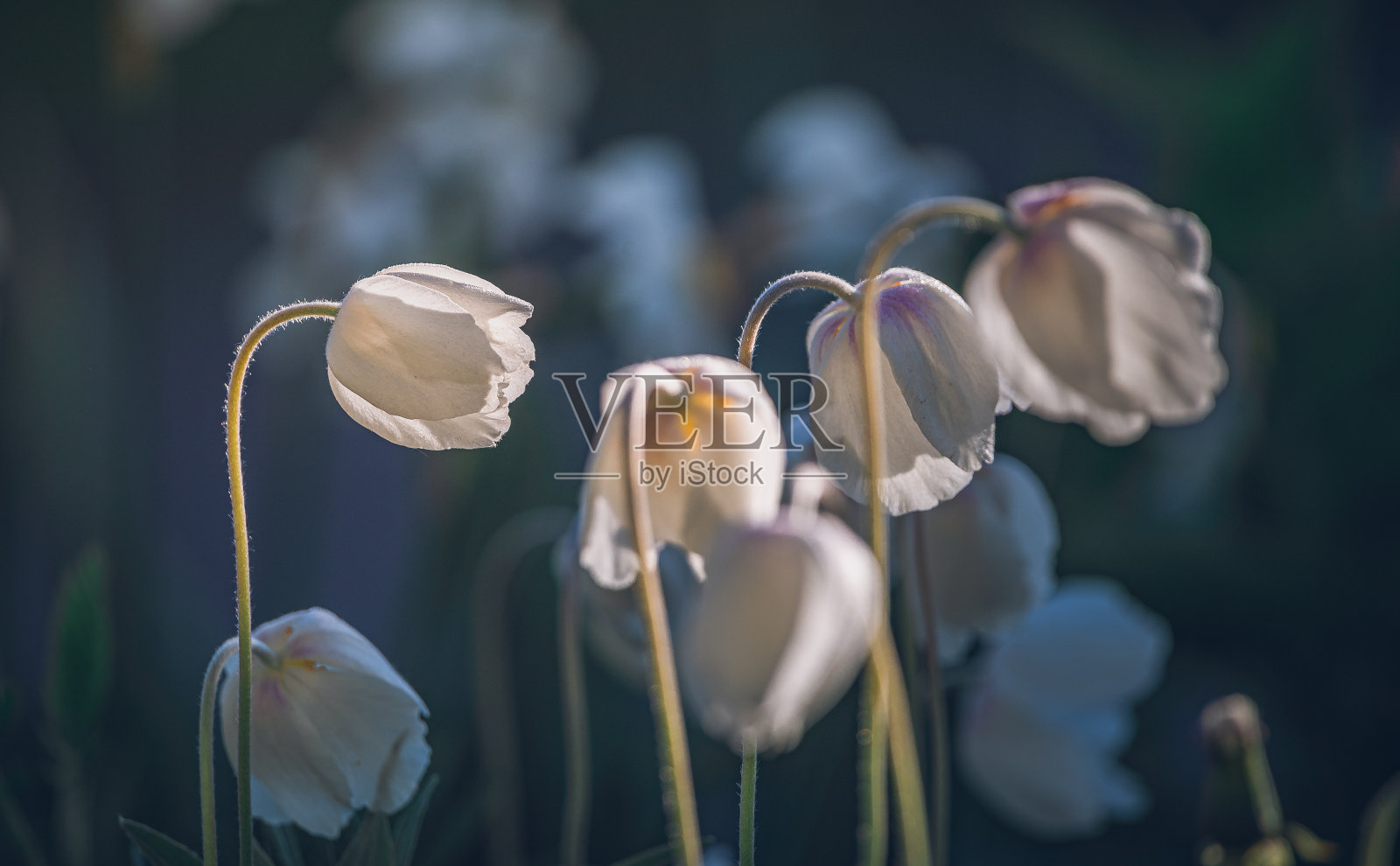 花园的花照片摄影图片