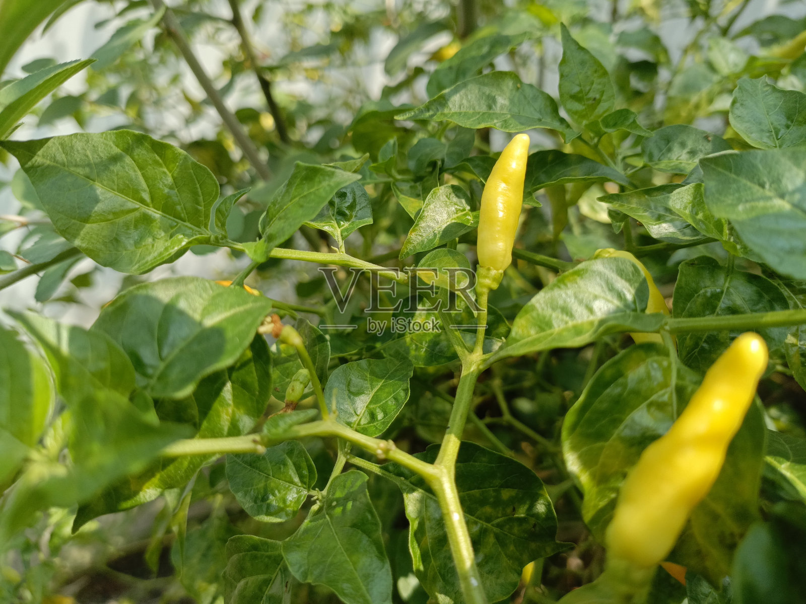 黄色辣椒，绿色叶子，热带植物照片摄影图片