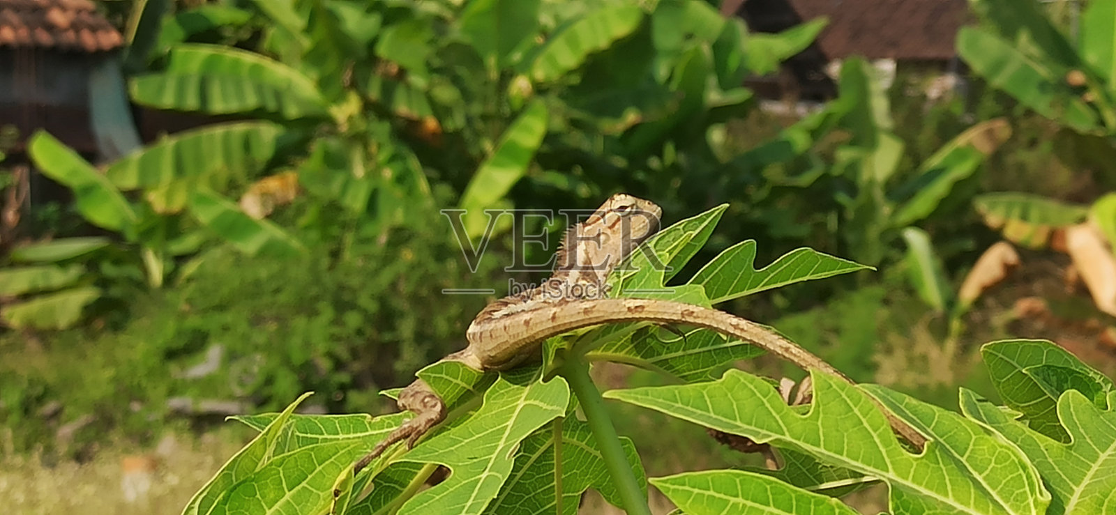 绿色木瓜叶子上的变色龙照片摄影图片
