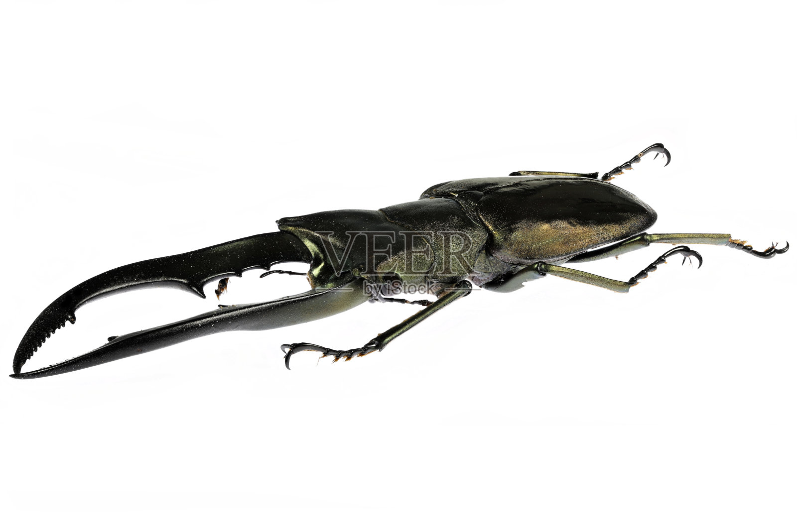 鹿角甲虫(Cyclommatus metallifer finae)照片摄影图片