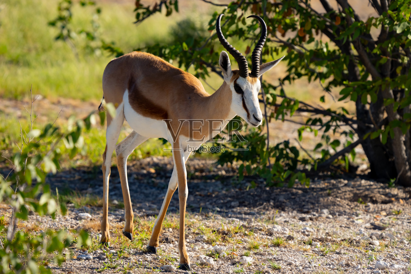 纳米比亚非洲埃托沙保护区的英俊跳羚照片摄影图片