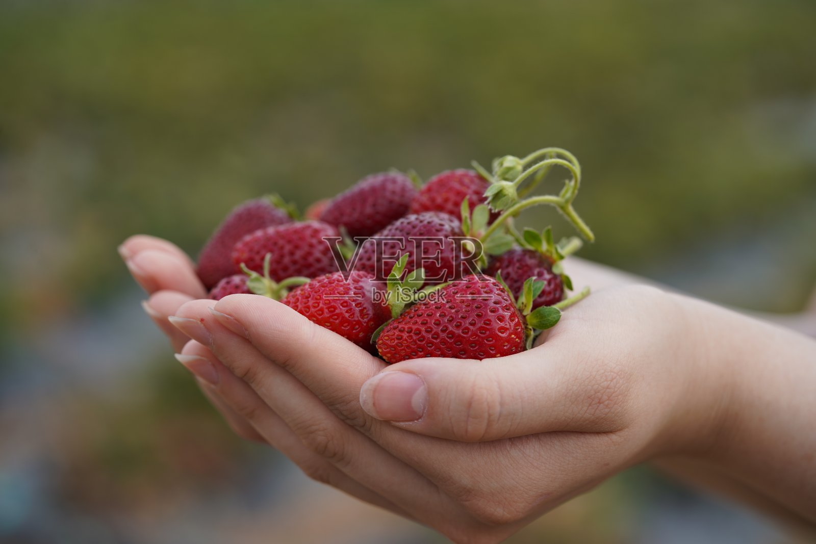 一个女人手里拿着草莓。照片摄影图片