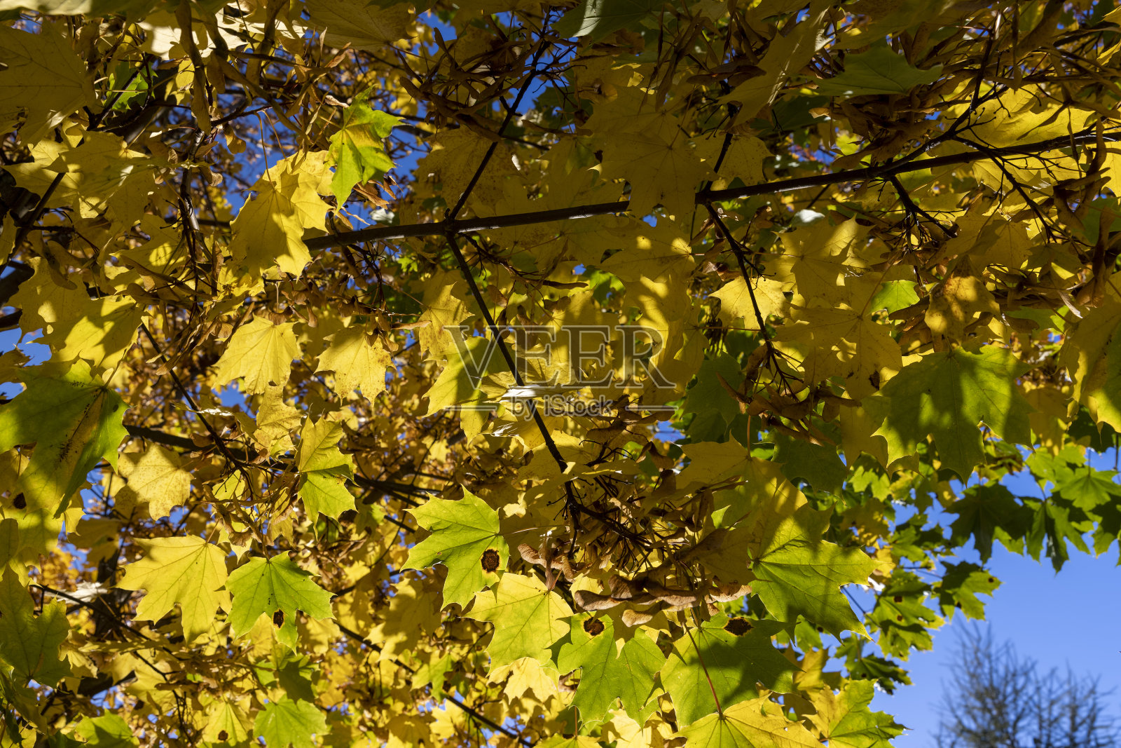 枫叶在秋天的季节照片摄影图片