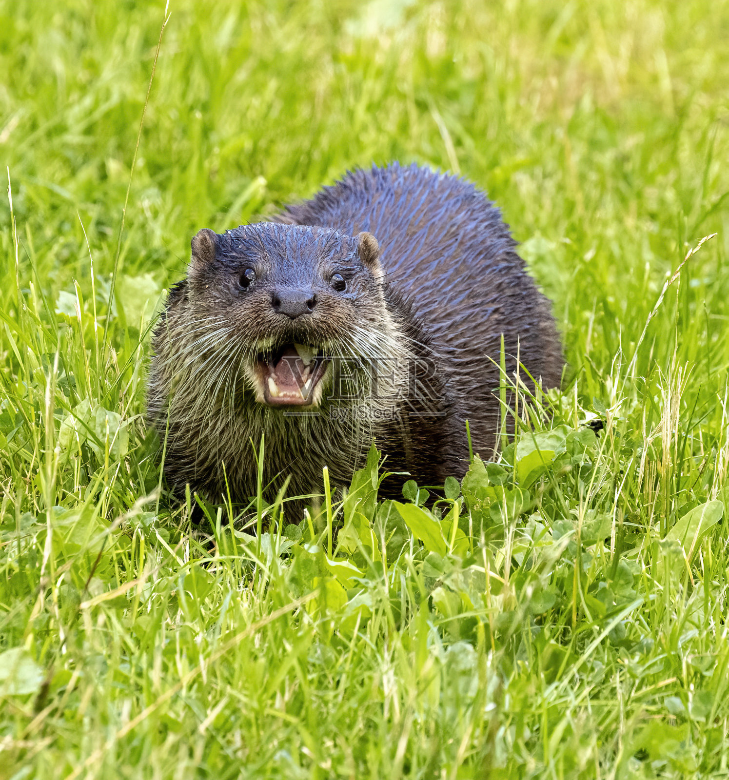 水獭照片摄影图片