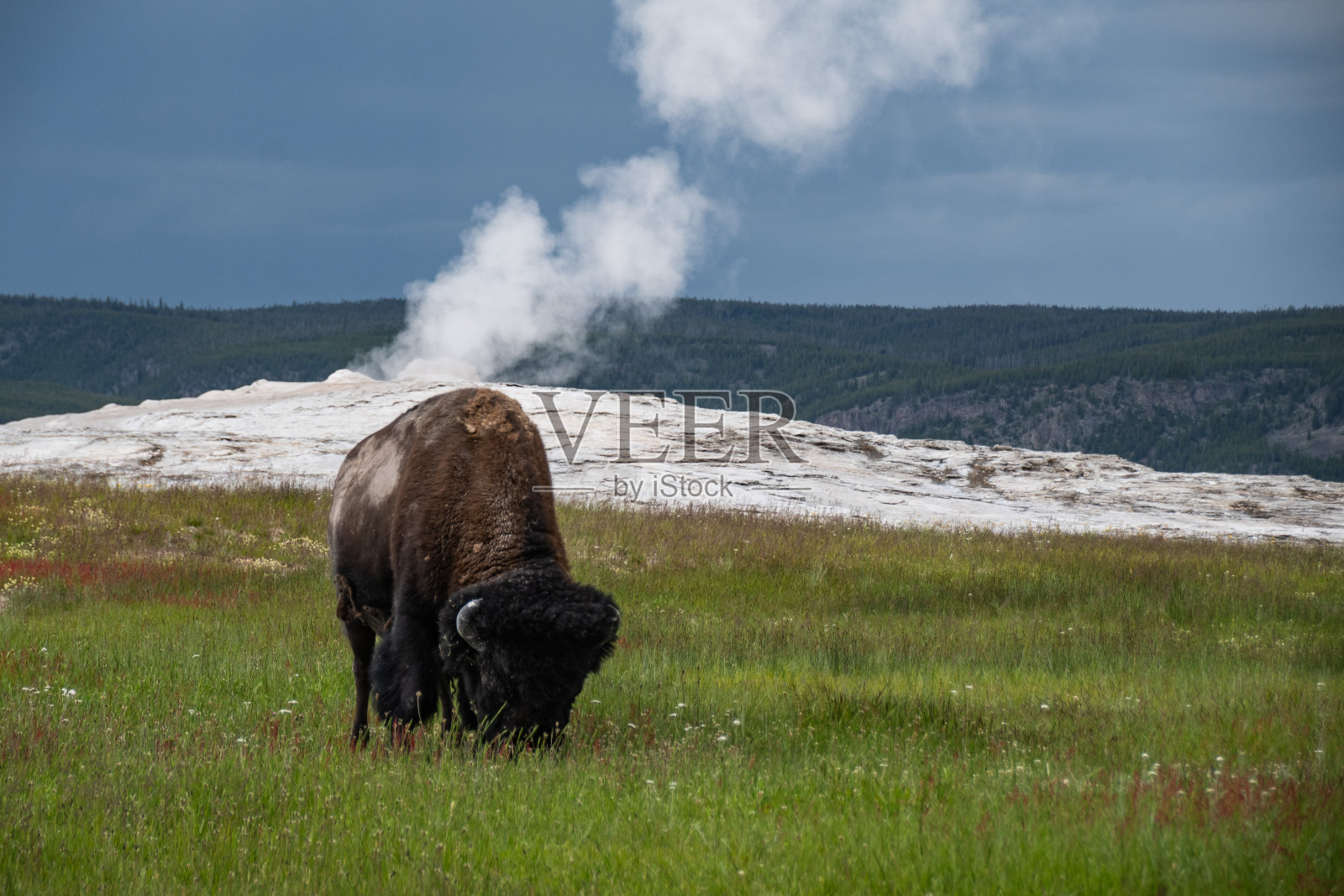 野牛在老忠实门前吃草照片摄影图片